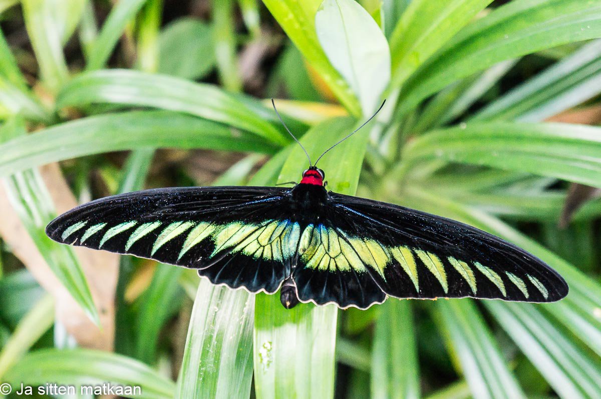 Kuala Lumpurin nähtävyyksiä - Kuala Lumpur Butterfly Park