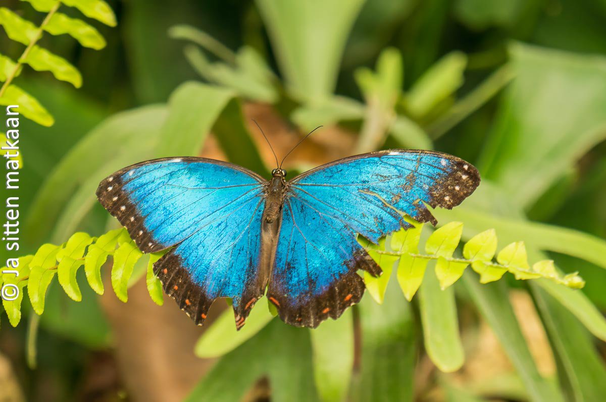 Benalmádenan nähtävyyksiä - Manowa Butterfly Park