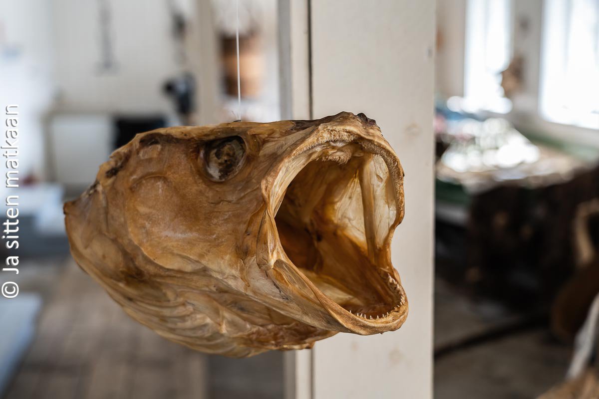 Lofooteilla: Kapa­kala­museo