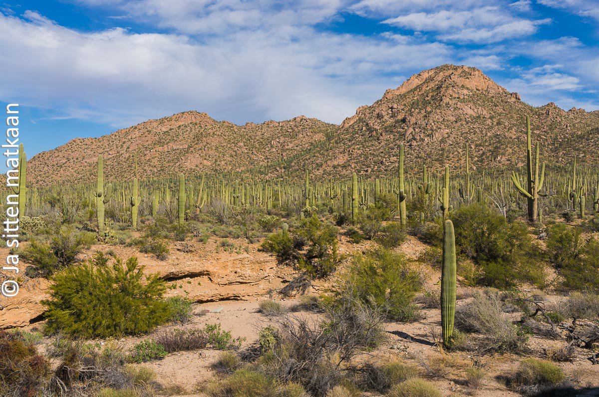 Kalifornia roadtrip 2019, osa 5: Arizona