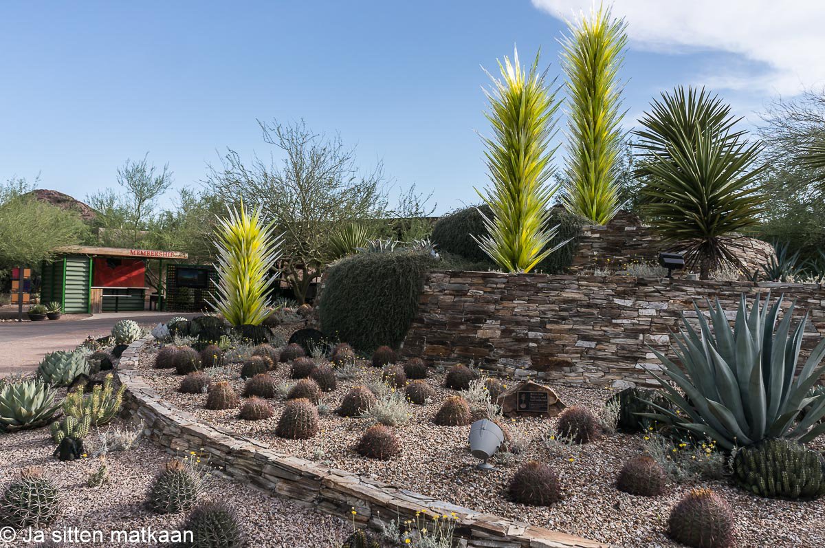 Phoenixin nähtävyyksiä - Desert Botanical Garden