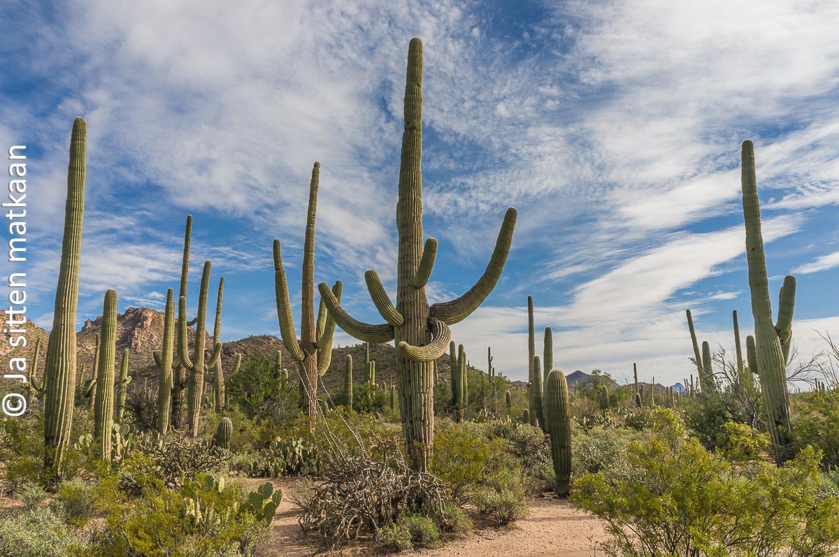 Arizonassa: Saguaron kansallis­puisto