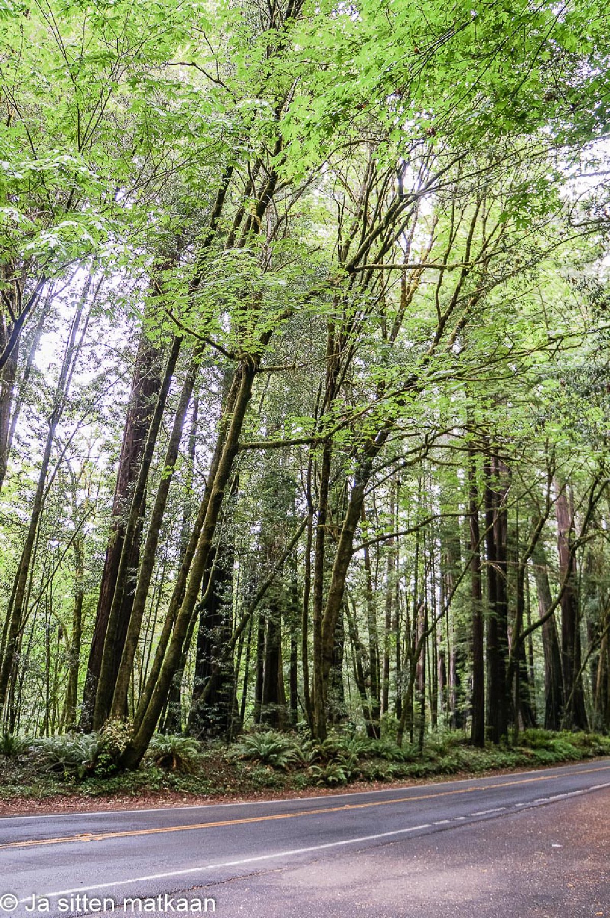 Kaliforniassa: Humboldt Redwoods State Park
