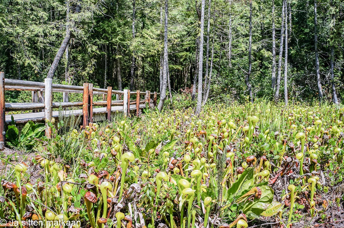 Oregonissa: Darlingtonia State Natural Site